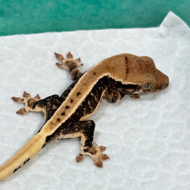 Lilly 100% Het Axanthic