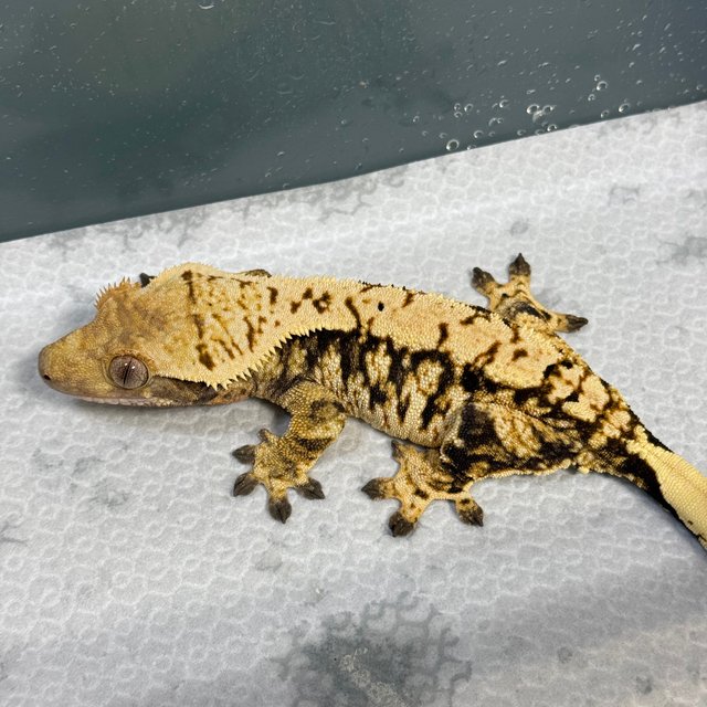 트라이 익스트림할리퀸