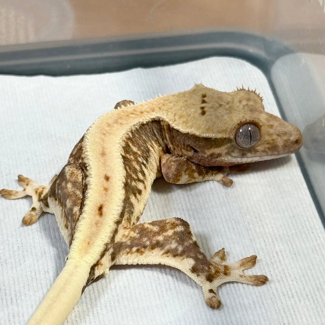 Lilly 100% Het Axanthic