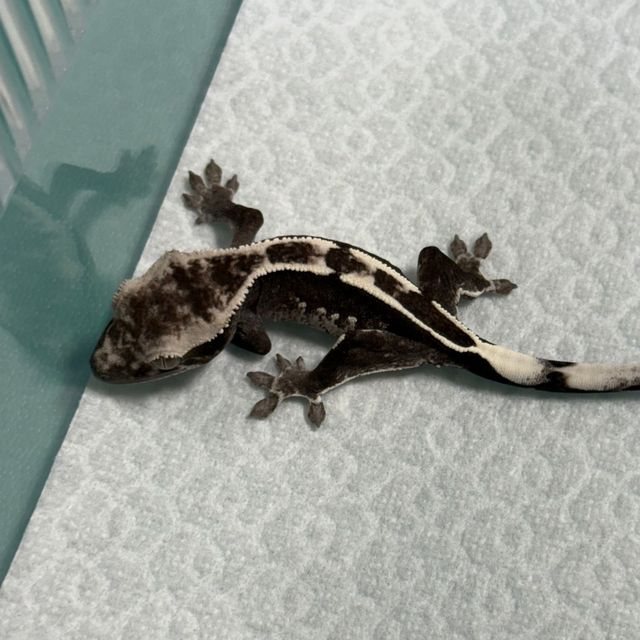 아잔틱