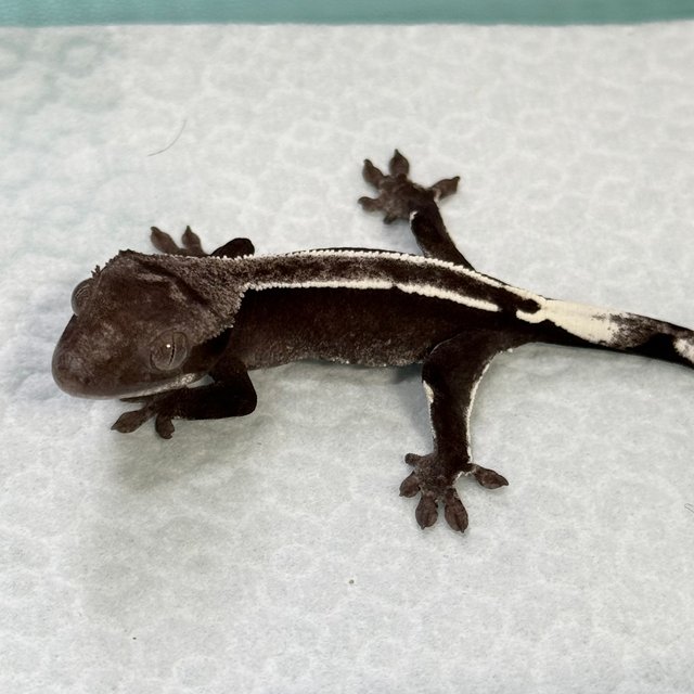 Axanthic