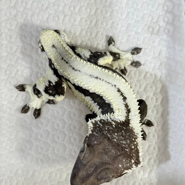 Lilly Axanthic