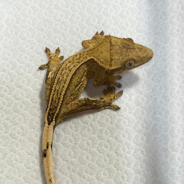 Full Pinstripe 100% Het Axanthic