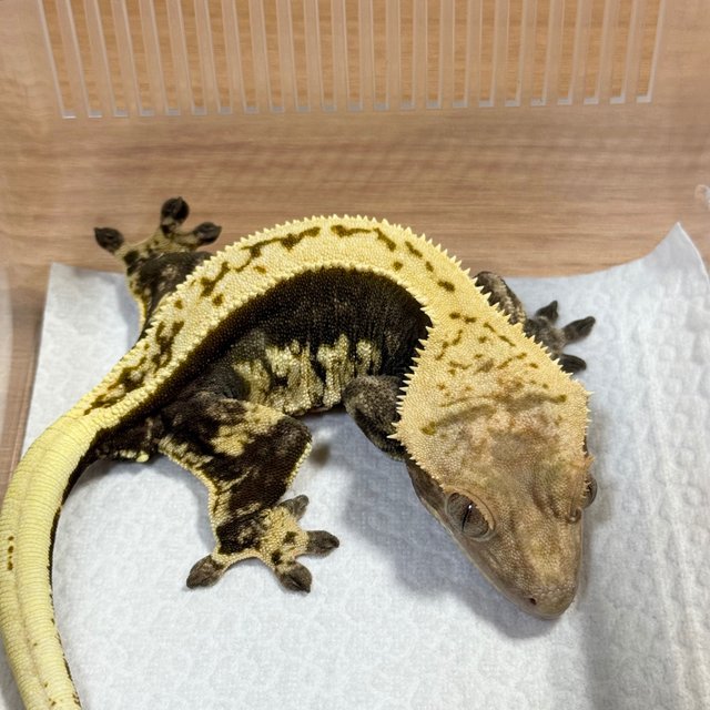 Normal Quad Full Pinstripe