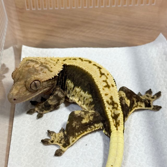 Normal Quad Full Pinstripe