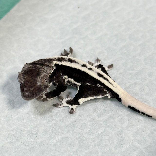 Lilly Axanthic
