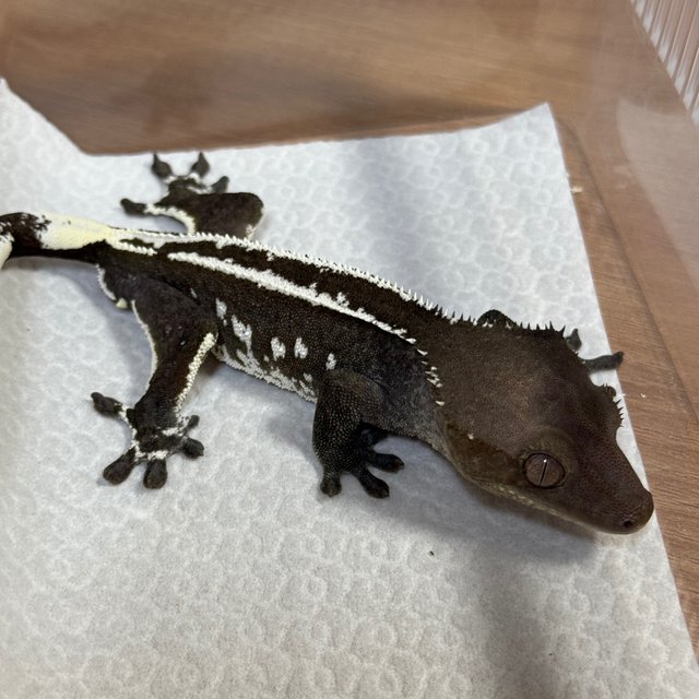 Axanthic