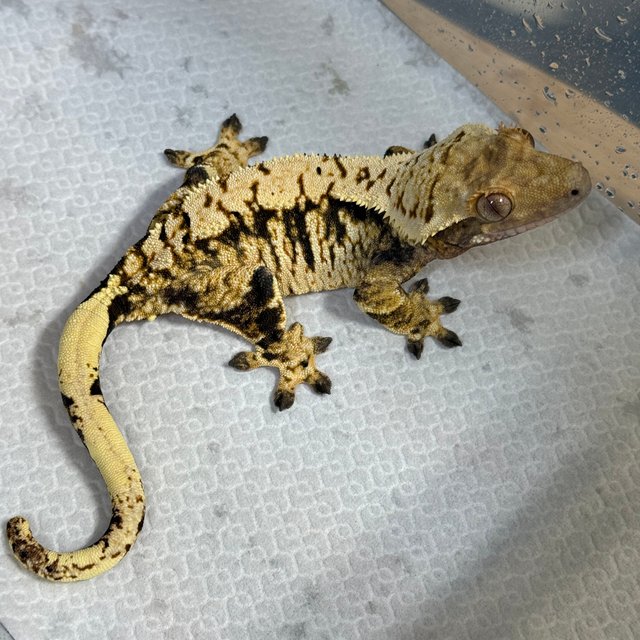 트라이 익스트림할리퀸