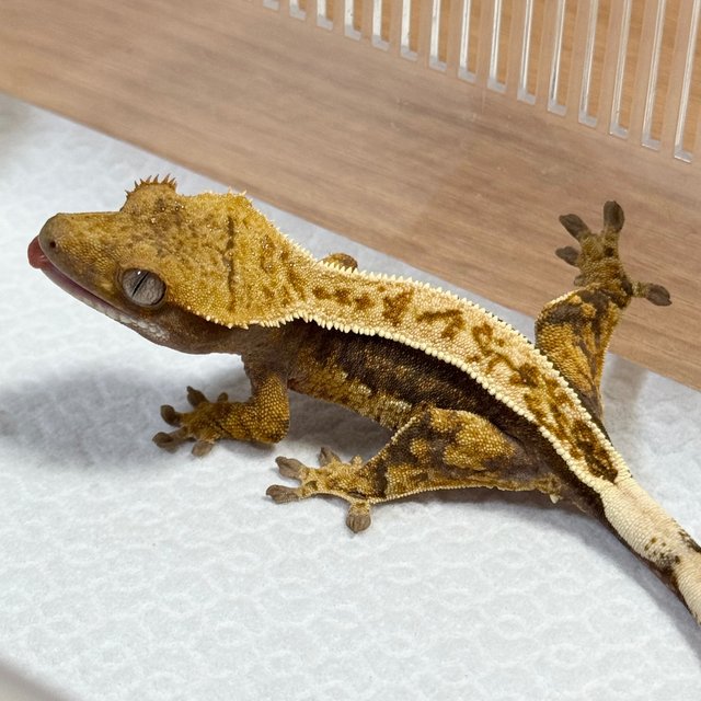 100% Het Axanthic
