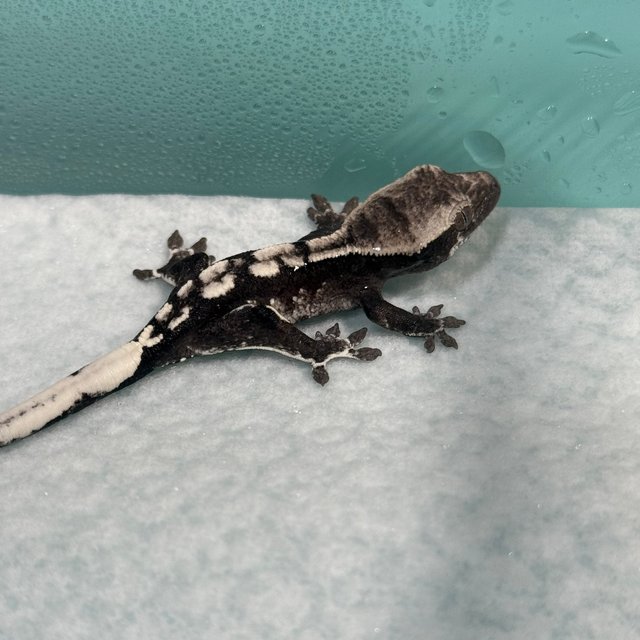 아잔틱