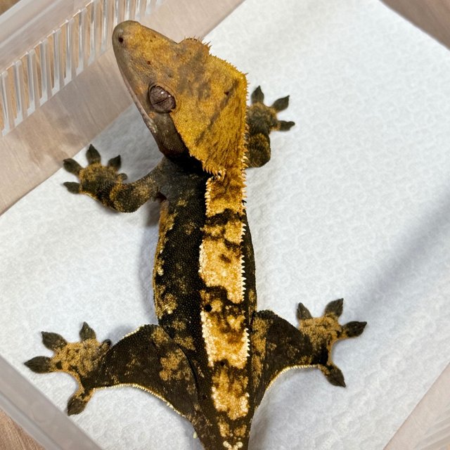 100% Het Axanthic