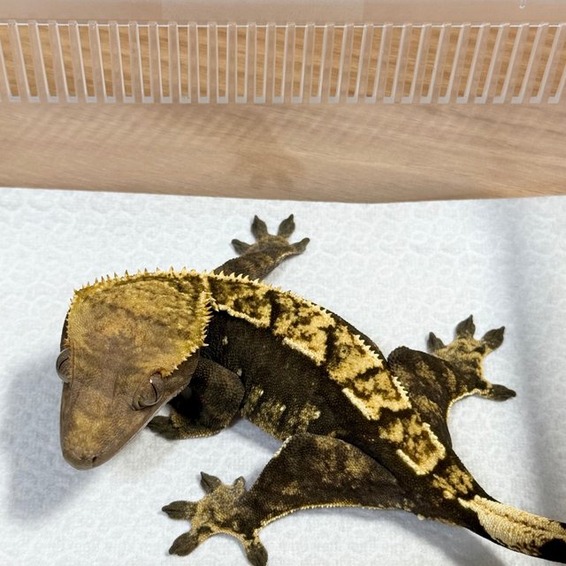 100% Het Axanthic