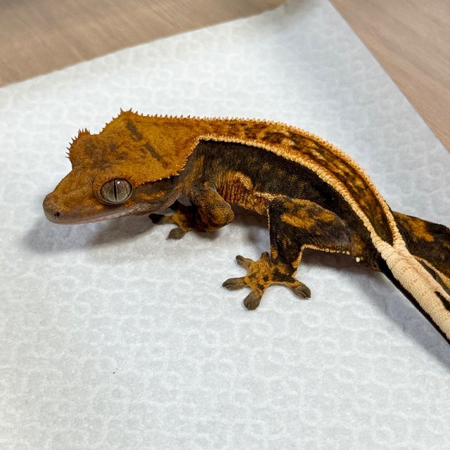 Full Pinstripe 100% Het Axanthic Quad