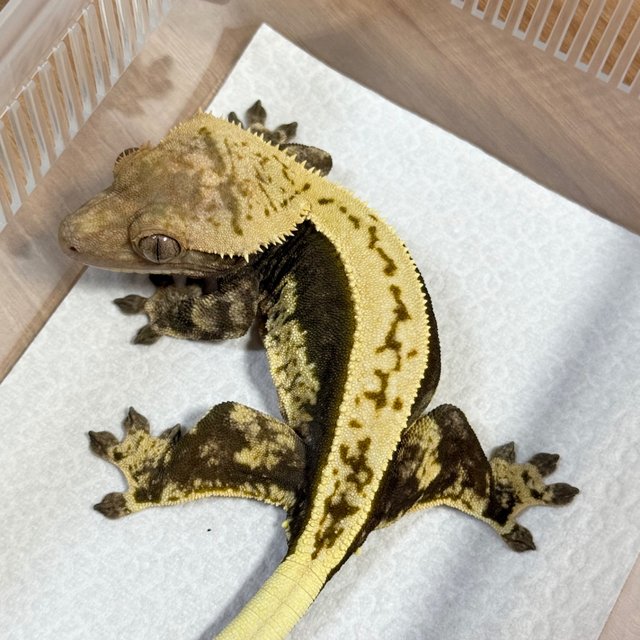 Normal Quad Full Pinstripe