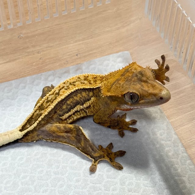 100% Het Axanthic Full Pinstripe Quad