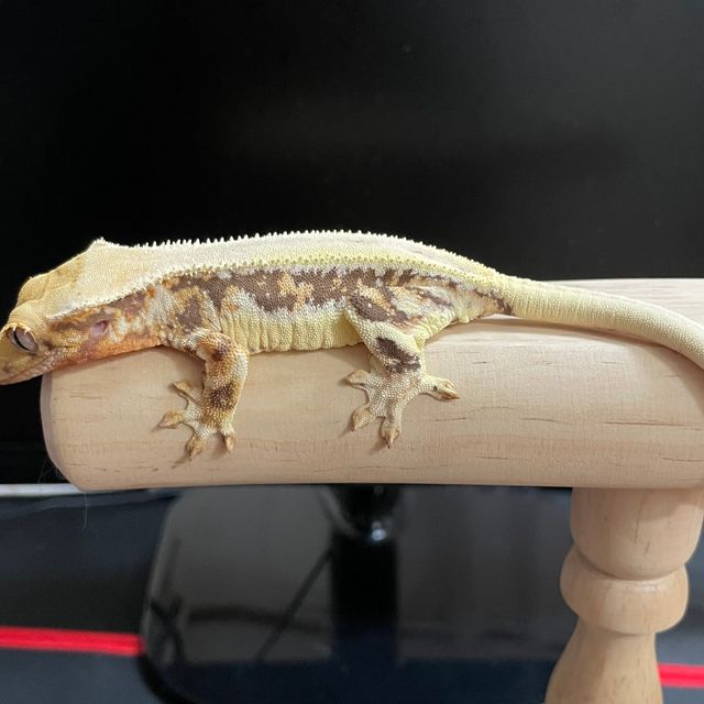 릴리화이트 트라이