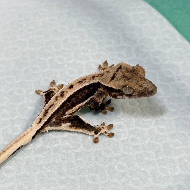 Lilly 100% Het Axanthic