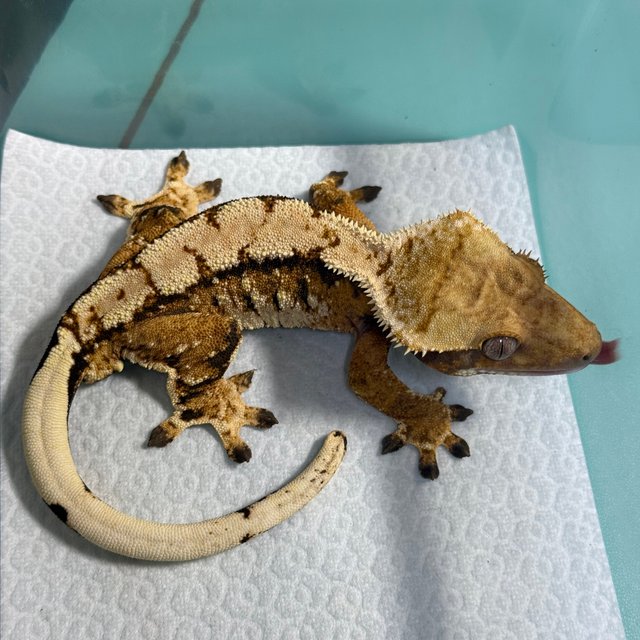 노멀 트라이 익스트림할리퀸 텐저린