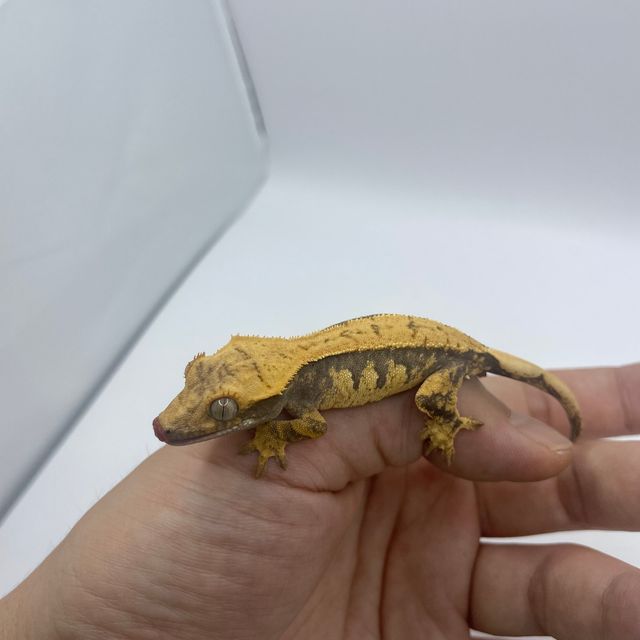 노멀 익스트림할리퀸