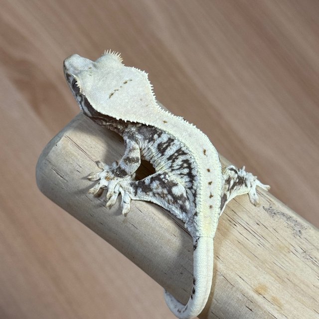 Lilly 100% Het Axanthic