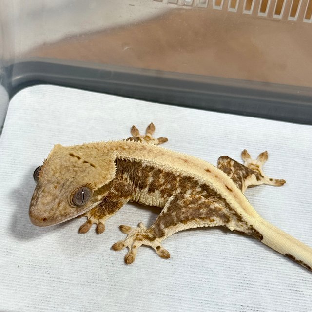 Lilly 100% Het Axanthic