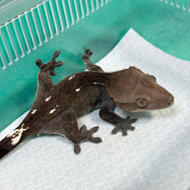 Axanthic