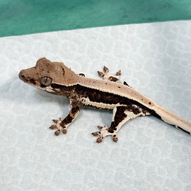 Lilly 100% Het Axanthic