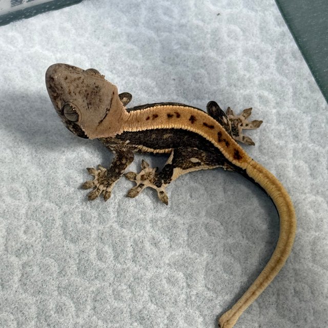 릴리100%헷아잔틱