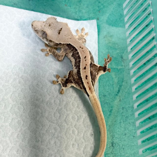 Lilly 100% Het Axanthic
