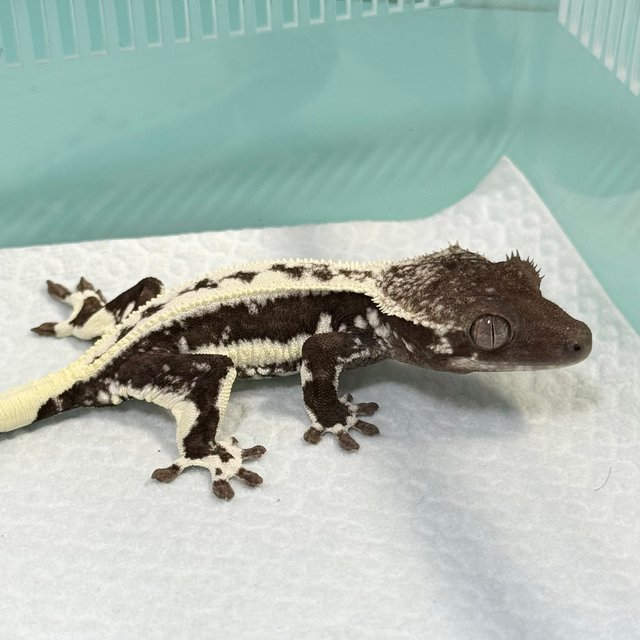 Lilly Axanthic