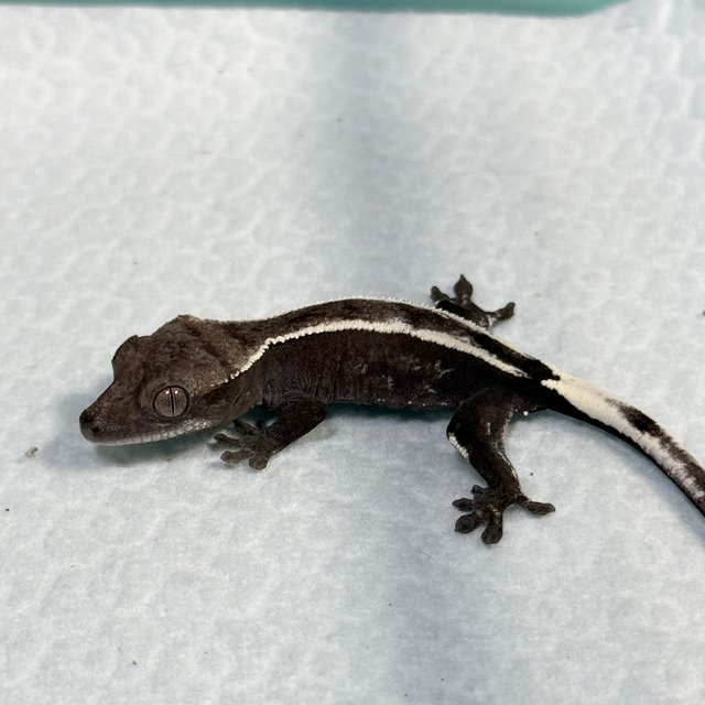Sable Axanthic