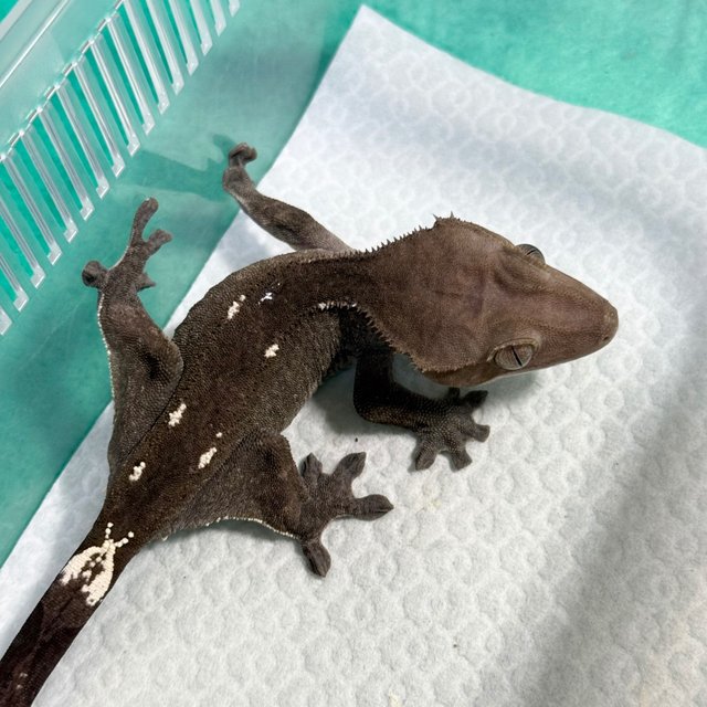 Axanthic