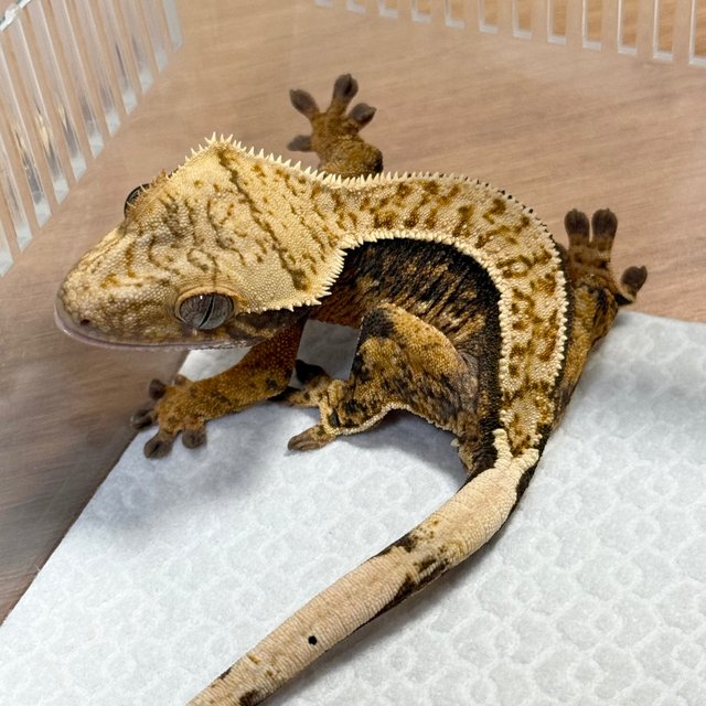 100% Het Axanthic