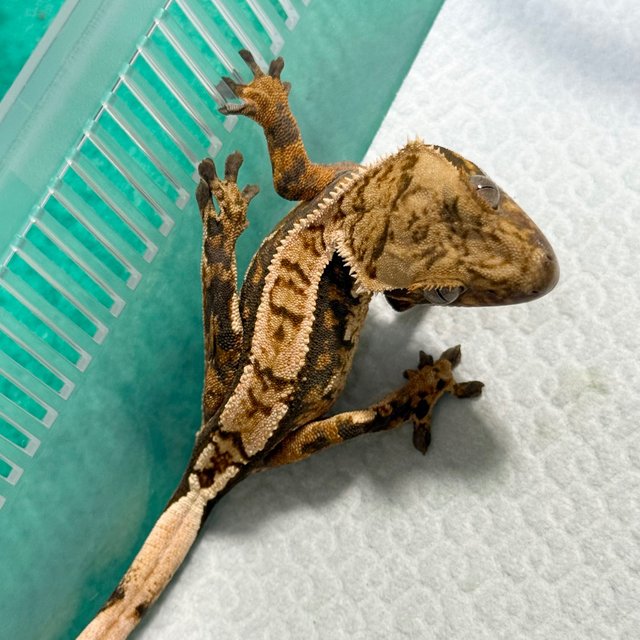 100% Het Axanthic