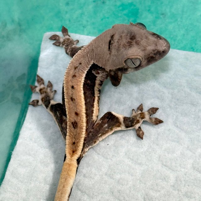Lilly 100% Het Axanthic