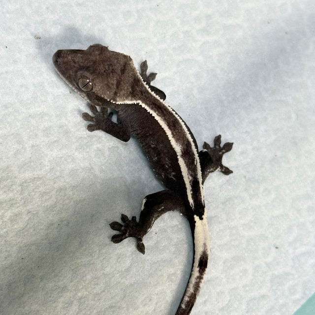 Sable Axanthic