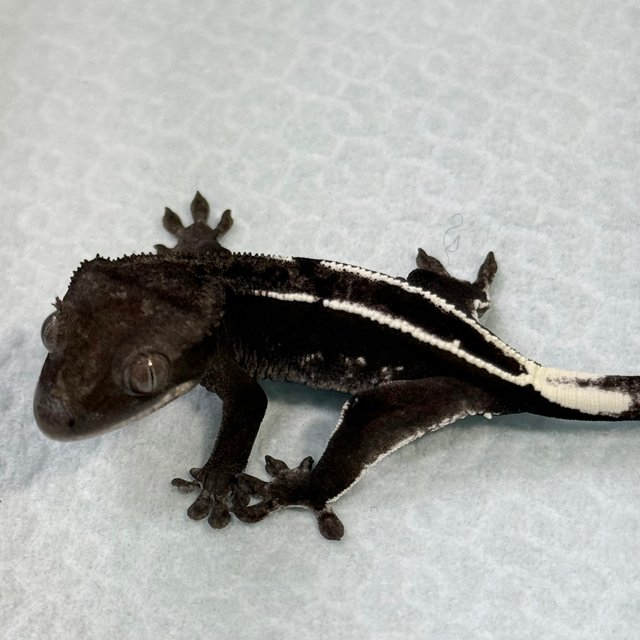 Axanthic