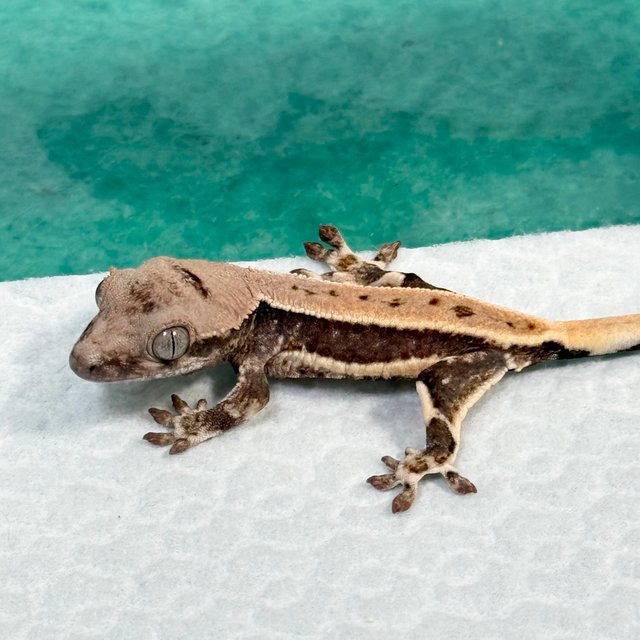 Lilly 100% Het Axanthic