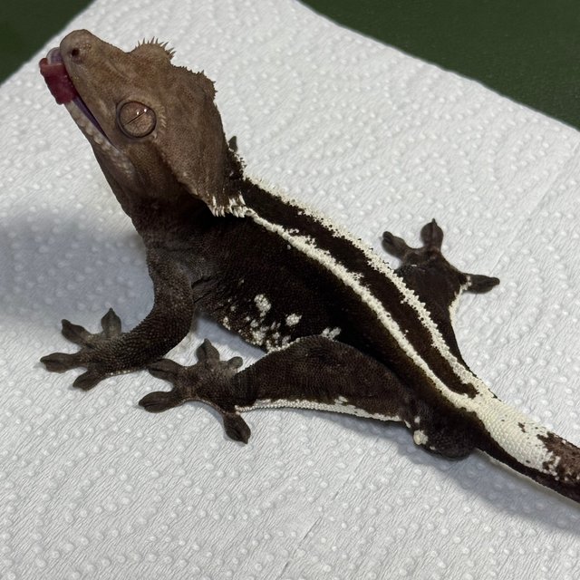 Axanthic
