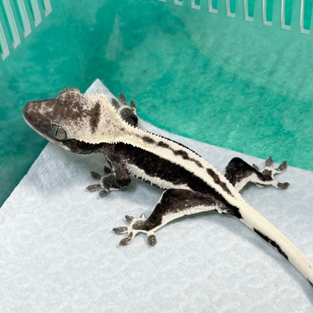 Lilly Axanthic