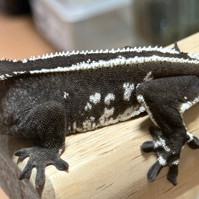 Axanthic
