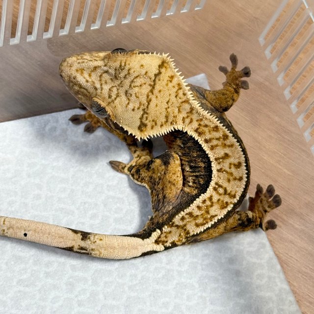 100% Het Axanthic