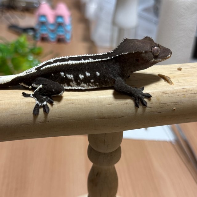 Axanthic