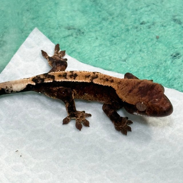 100% Het Axanthic
