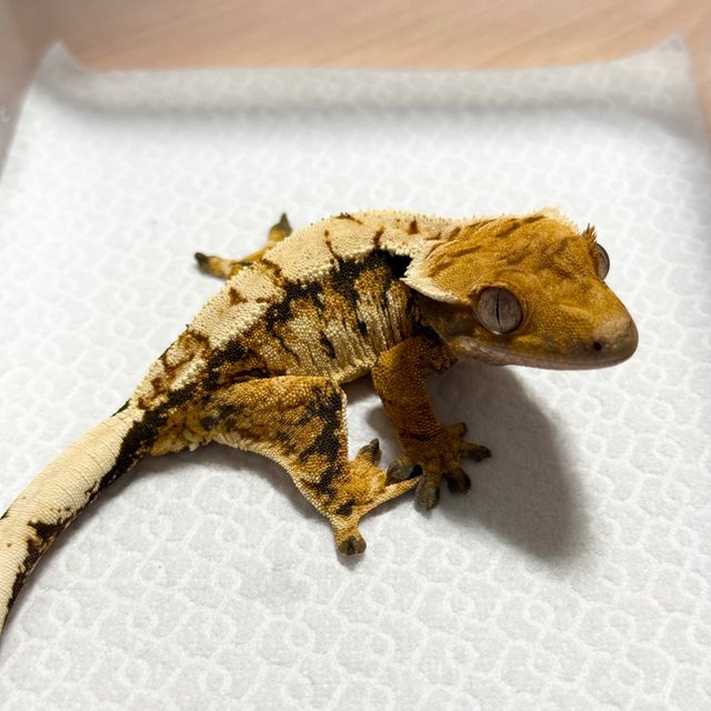 Normal Tri Extreme Harlequin