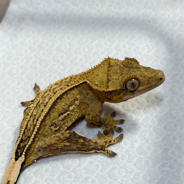 Full Pinstripe 100% Het Axanthic