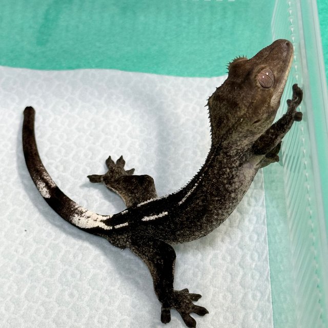 Axanthic