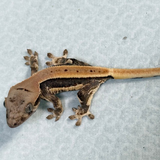 Lilly 100% Het Axanthic