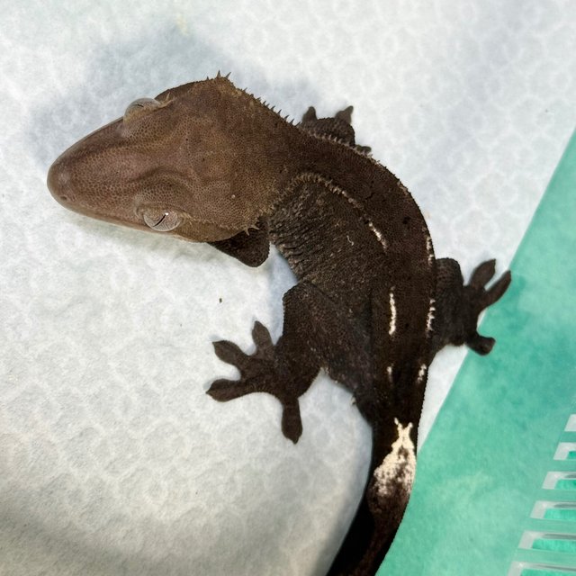 Axanthic