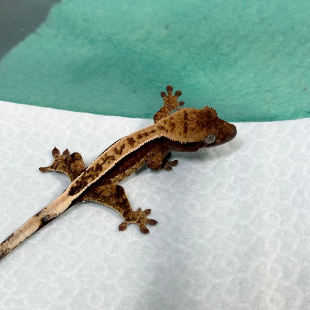 100% Het Axanthic